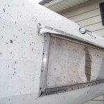 bugs