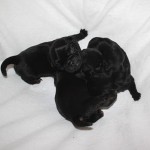 pups